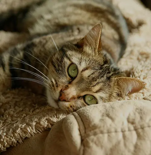 Close up of a cat
