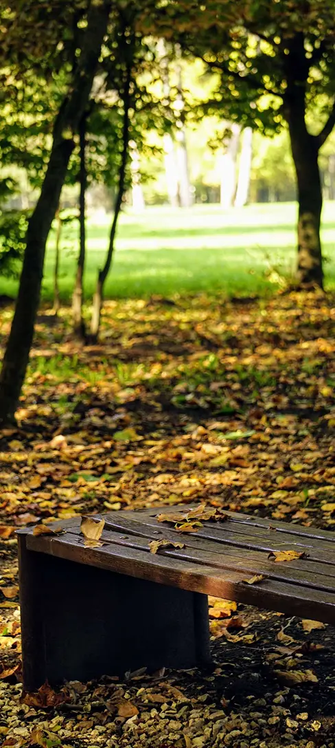 Park bench covered in autumn leaves